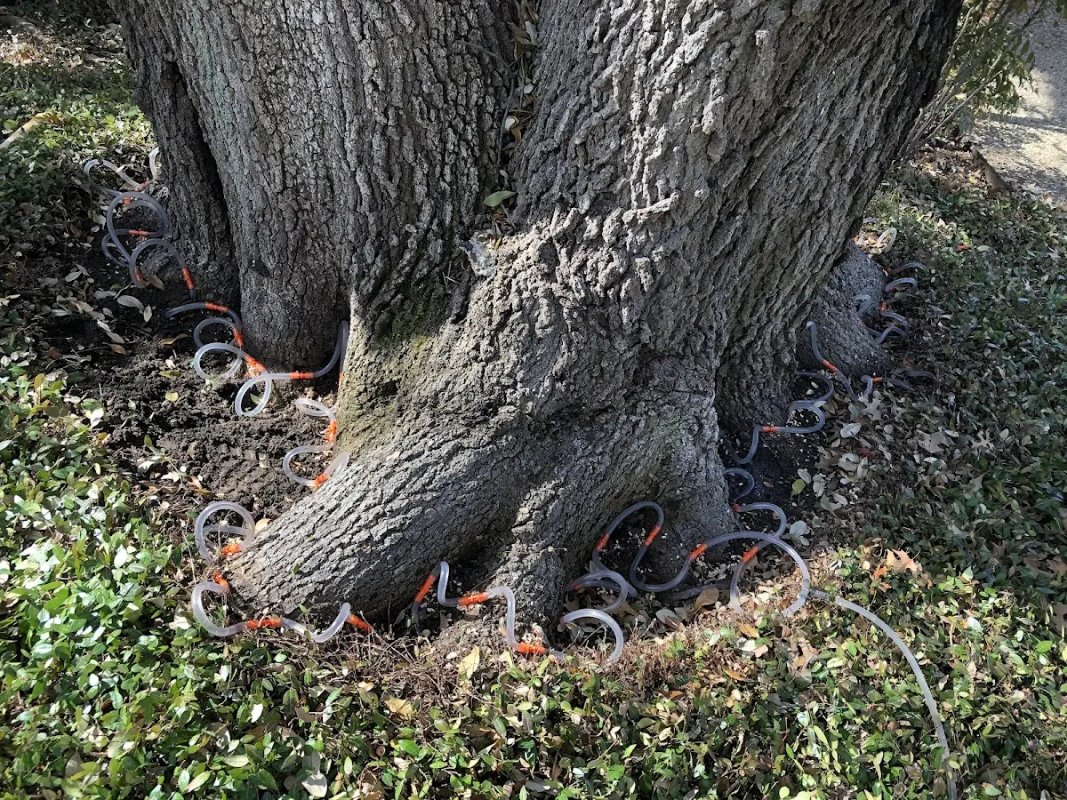 Detailed Tree Cabling and Bracing job site in West Paris