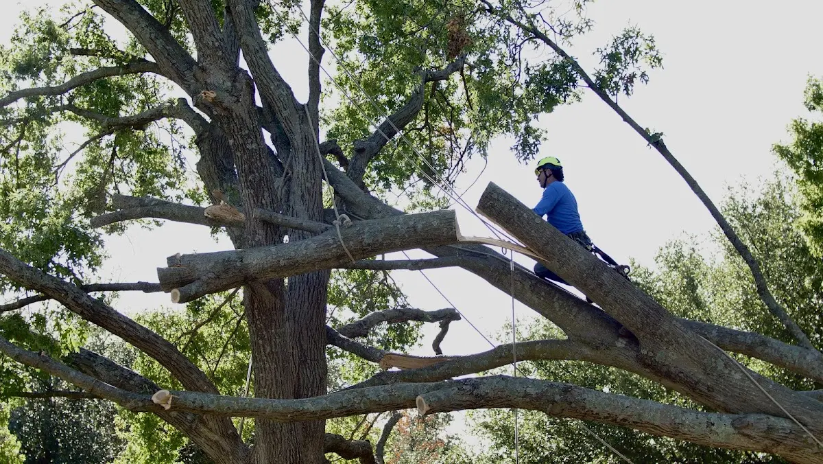 Professional Hazardous Tree Removal performed by certified arborists in West Paris