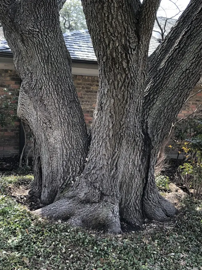 Mature heritage tree close to a West Paris property cared for by certified arborists